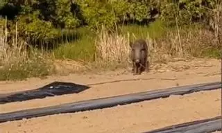 Vídeo: Un agricultor defiende su melonar de un jabalí en Nules