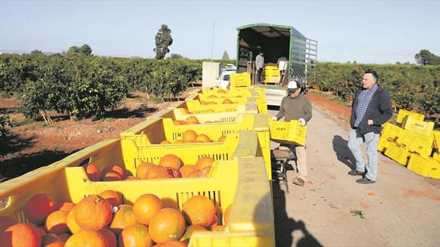 La citricultura urge vetar la venta con pérdidas y controlar la importación