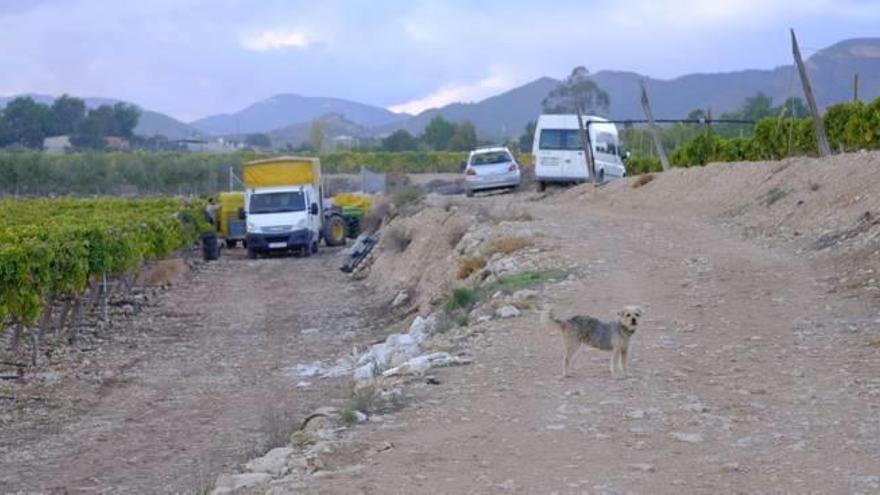 Nueva oleada de robos en los campos de Novelda