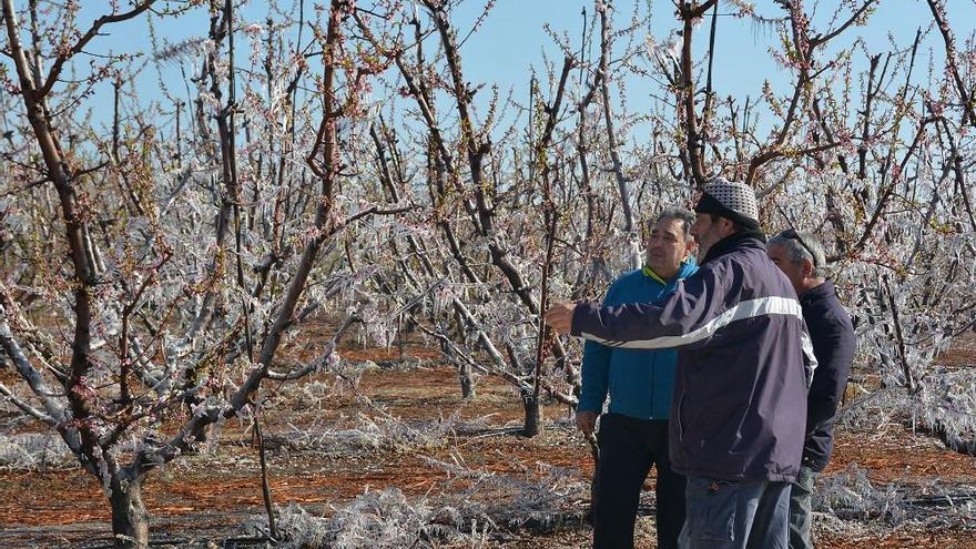 Agricultores de Cieza, junto al secretario general de UPA, Antonio Moreno, revisaban ayer el estado de los frutales de la localidad.