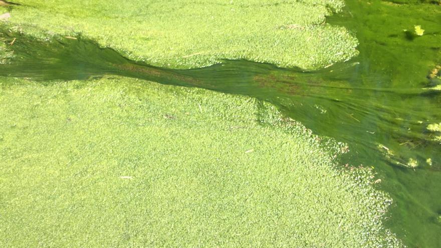 Sóller analizará el agua de color verde del Torrent Major para determinar si es un vertido