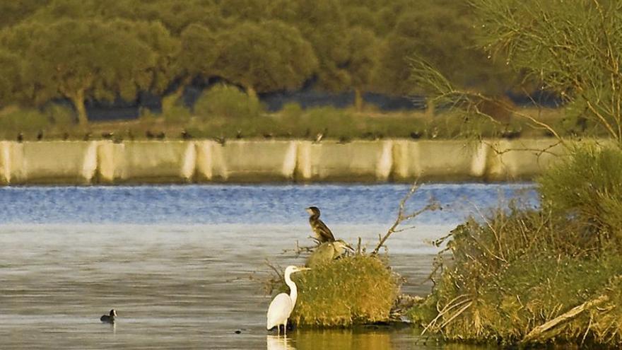 La costa interior extremeña acoge a unas 80.000 aves marinas