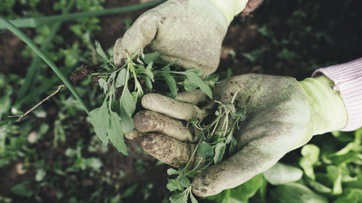 Trucos para cuidar tus plantas con vinagre, un remedio natural y ecológico