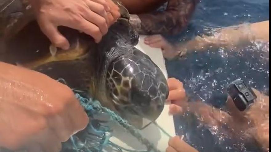 La heroica actuación de cuatro castellonenses para salvar a una tortuga a punto de morir
