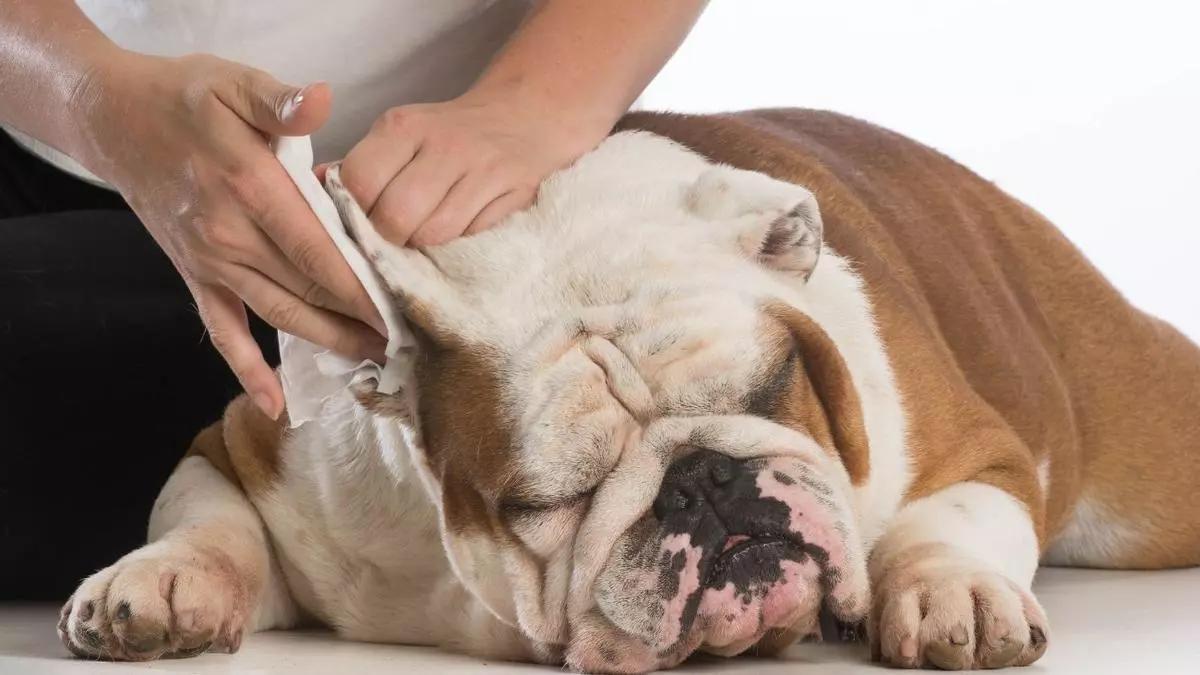 Cómo limpiar las orejas del perro