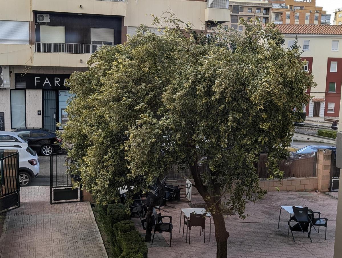 El temporal asociado a la borrasca Kristin ha dejado imágenes de impacto en Xàtiva, las rachas de viento han alcanzado niveles huracanados