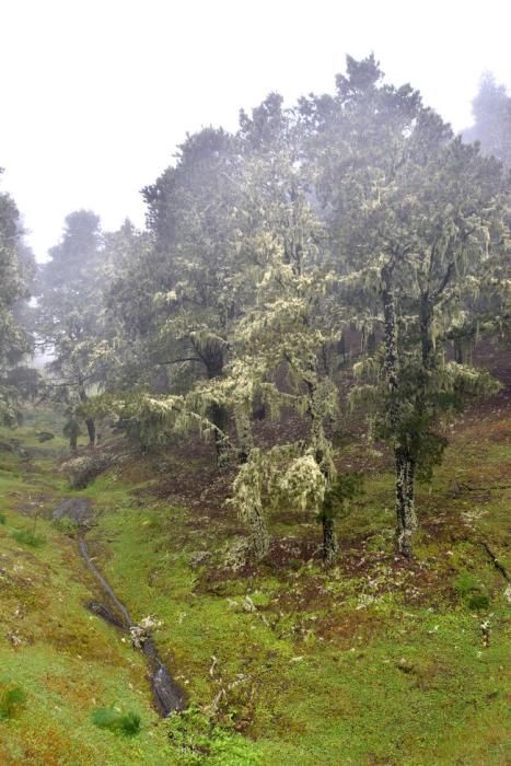 LLUVIA Y FRIO MEDIANIAS Y CUMBRE