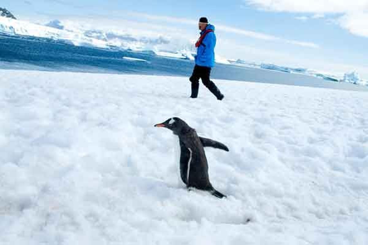 pingüino Papúa en Cuverville