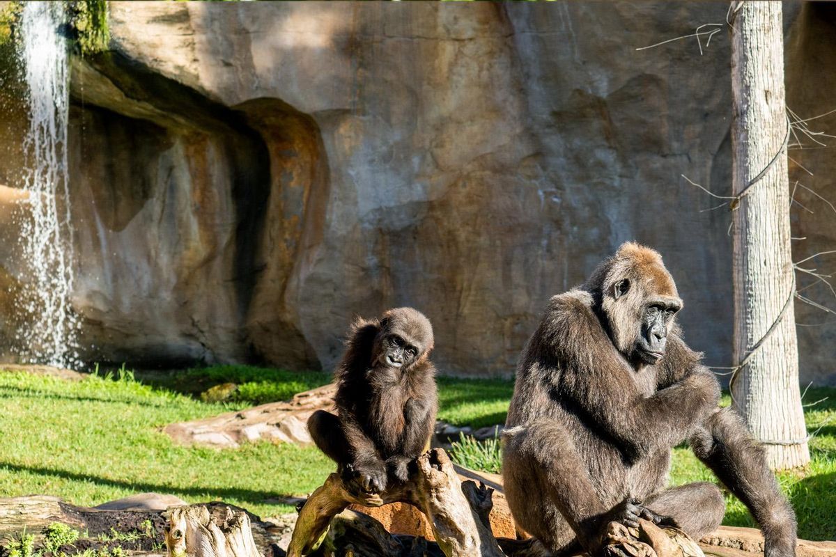 Gorilas en el Bioparc Fuengirola.