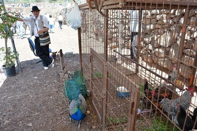 FIESTAS DE SAN PEDRO INGENIO