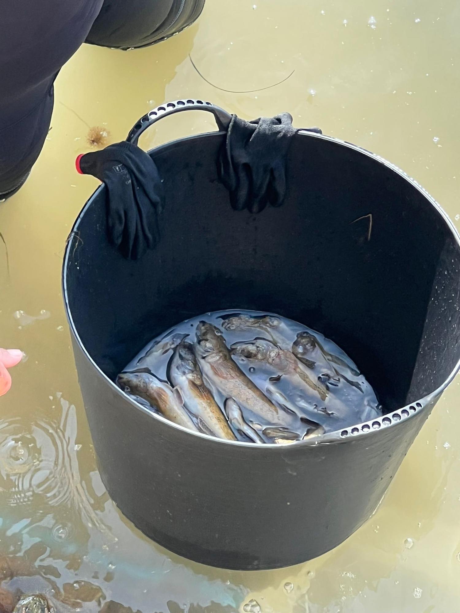 Peces muertos en el Mar Menor: aparecen ejemplares sin vida en Santiago de la Ribera