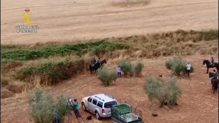 Vídeo | La Guardia Civil vigila el campo extremeño a caballo.