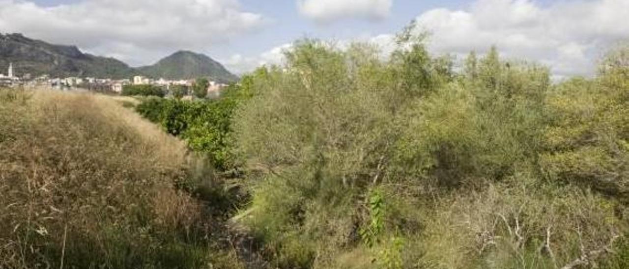 Parcelas abandonadas en el camí de l&#039;Estret, atravesadas por una acequia Murta invisible.