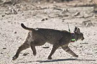 'Troncho' el lince liberado en 2023 establece una nueva ruta por el Levante hasta llegar a Castilla-La Mancha