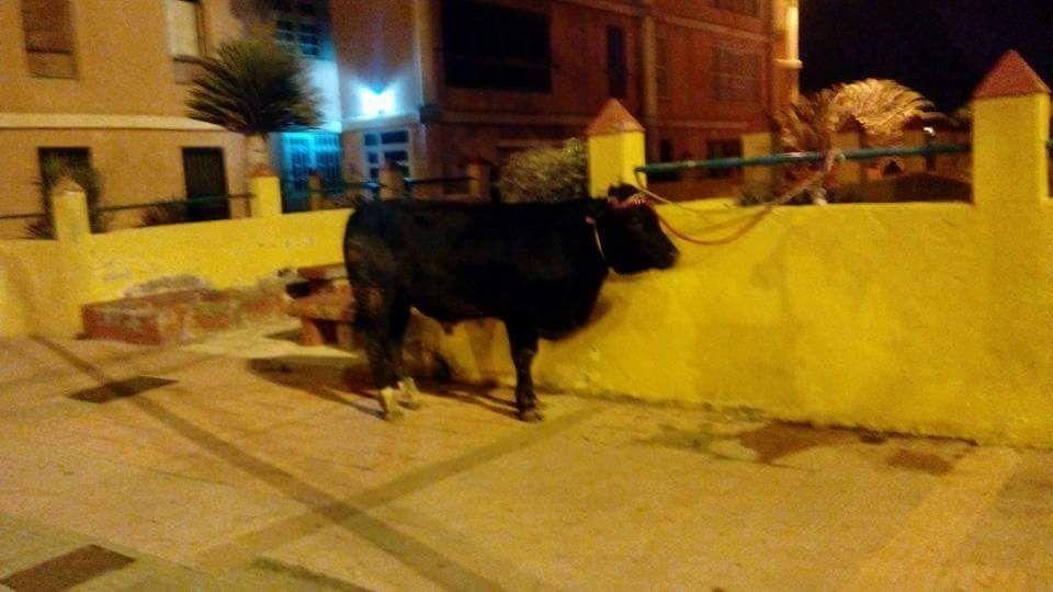 Un toro pasea por Jinámar