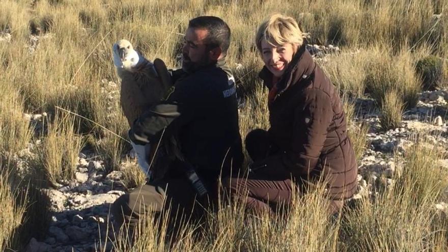 Recuperados tres buitres en dos meses, uno de ellos hallado en Las Cañales