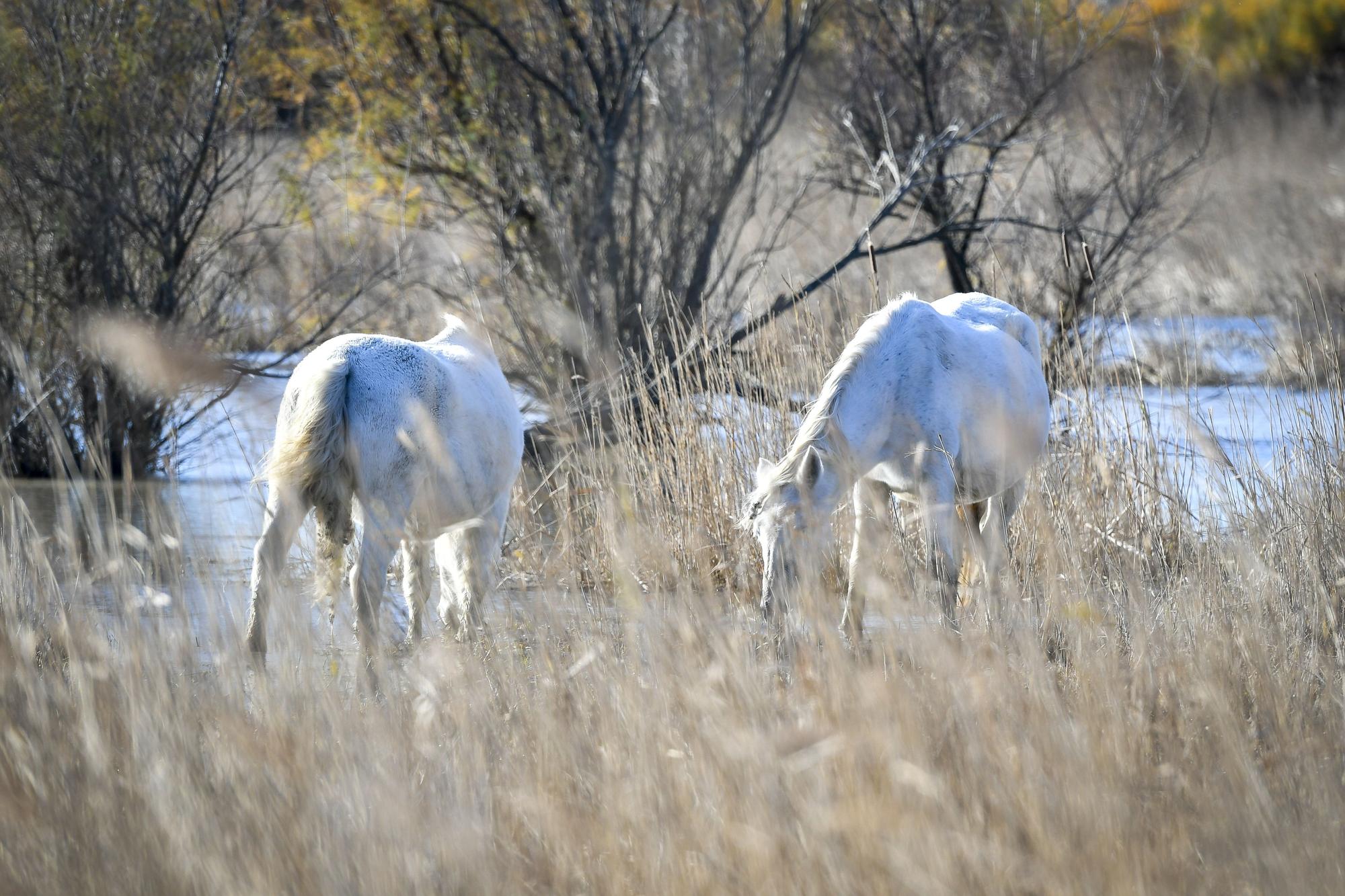 Aiguamolls de l'Empordà