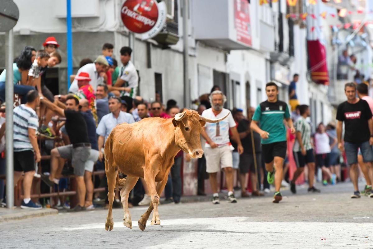 Primer encierro taurino en El Viso