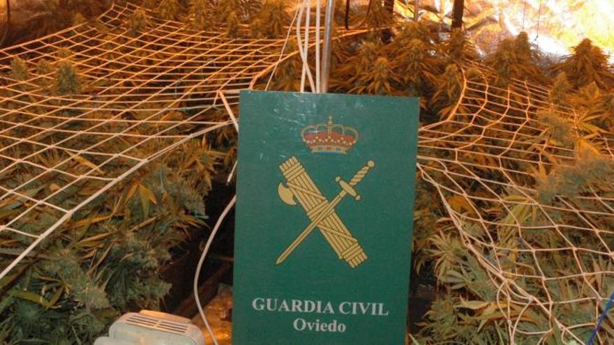 Detenido por plantar más de 33 kilos de marihuana en Pola de Lena