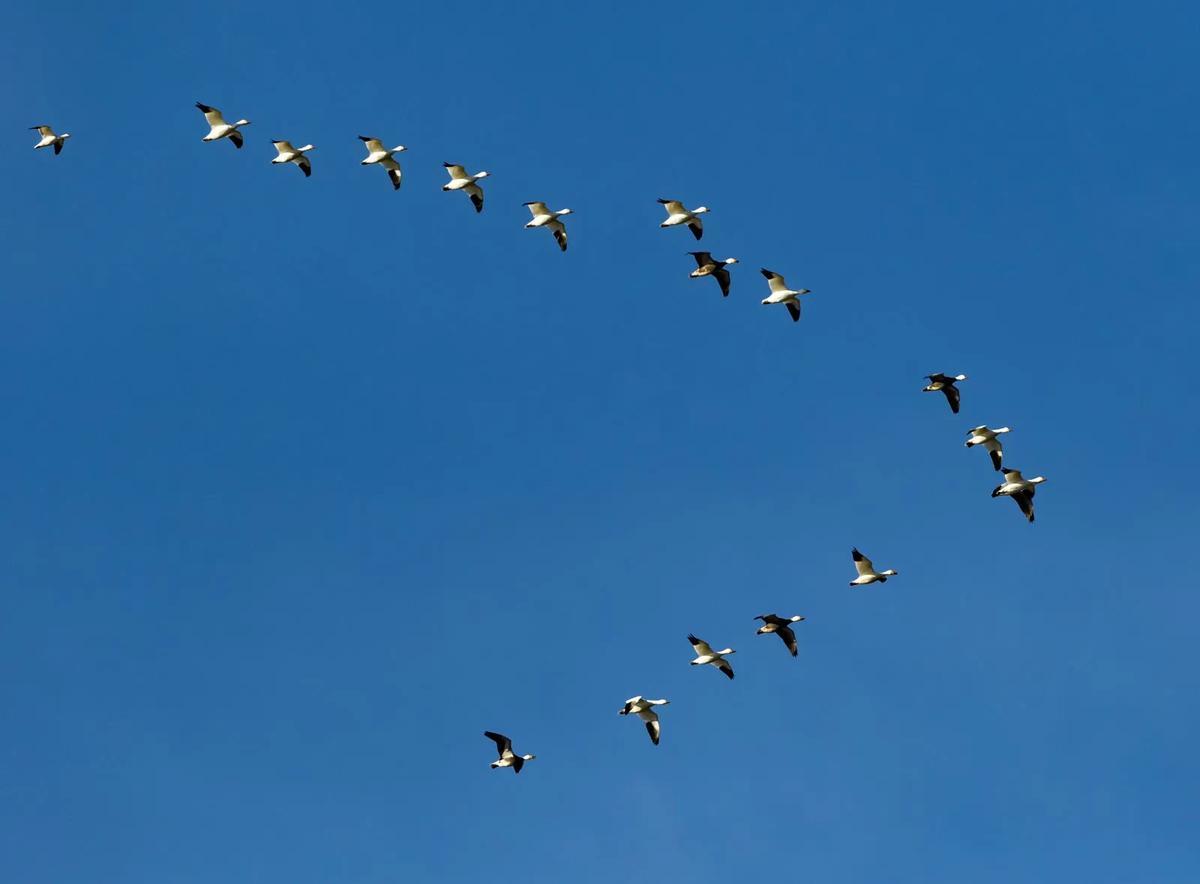 Aves en formación migratoria