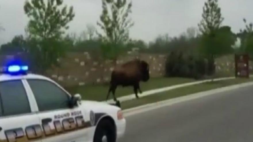 Espectacular persecución policial a un bisonte en Texas