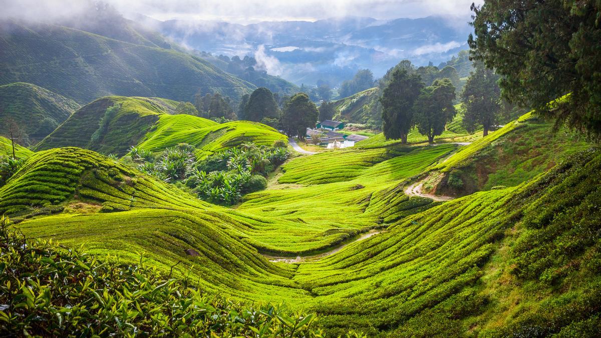 Uno de los paisajes más espectaculares del mundo: los campos de té de Malasia