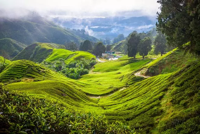 Uno de los paisajes más espectaculares del mundo: los campos de té de Malasia