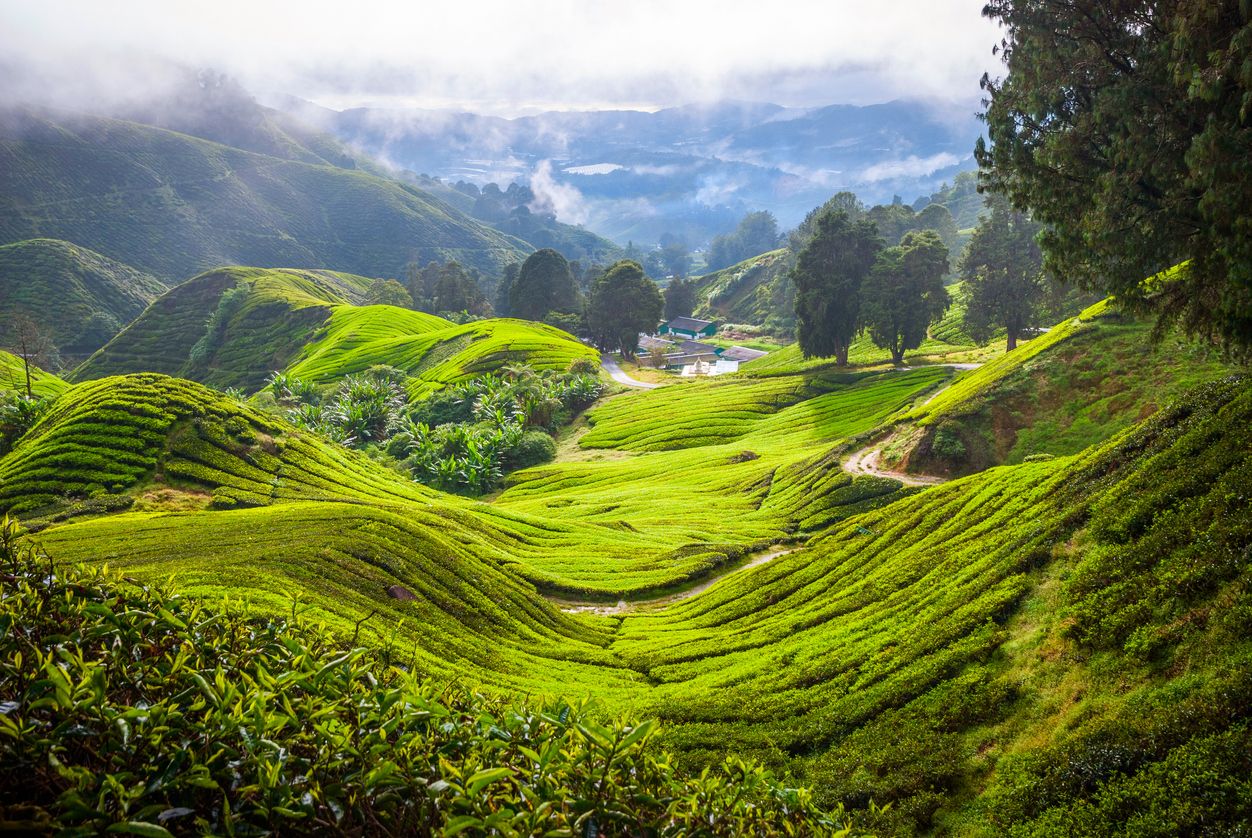 Campos de té Malasia Expedición VIAJAR Malasia y Singapur