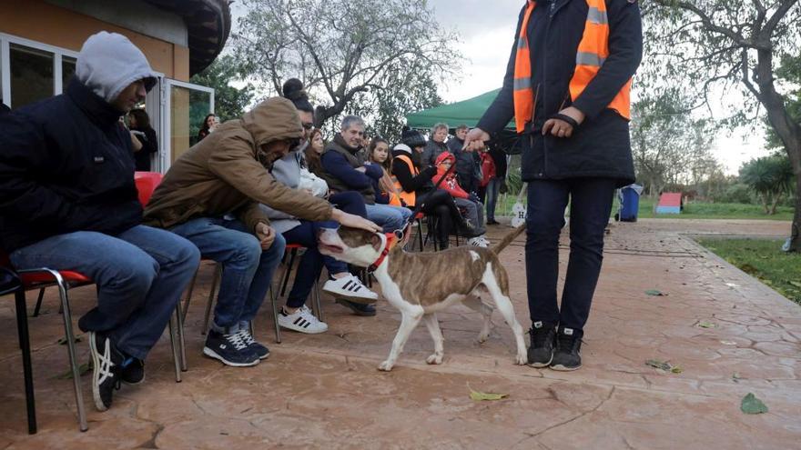 Fan Mallorca acogerá un desfile de perros y gatos para adoptar