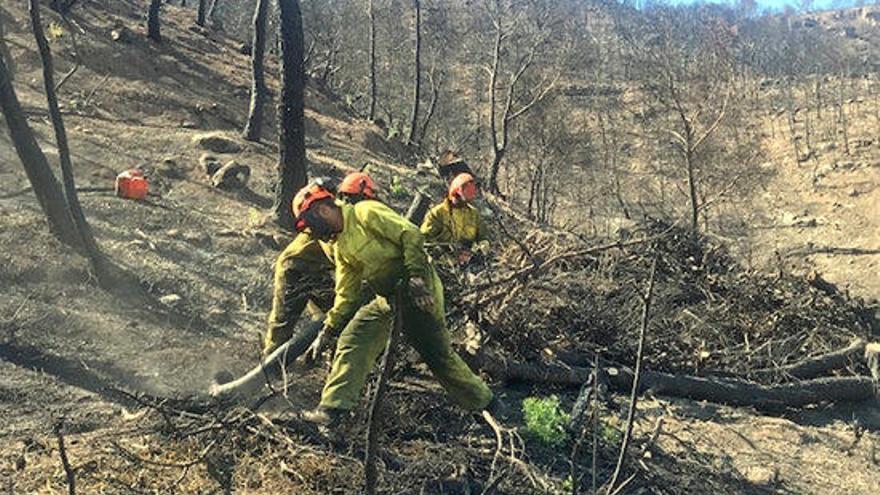 Treballs forestals després d&#039;un incendi.