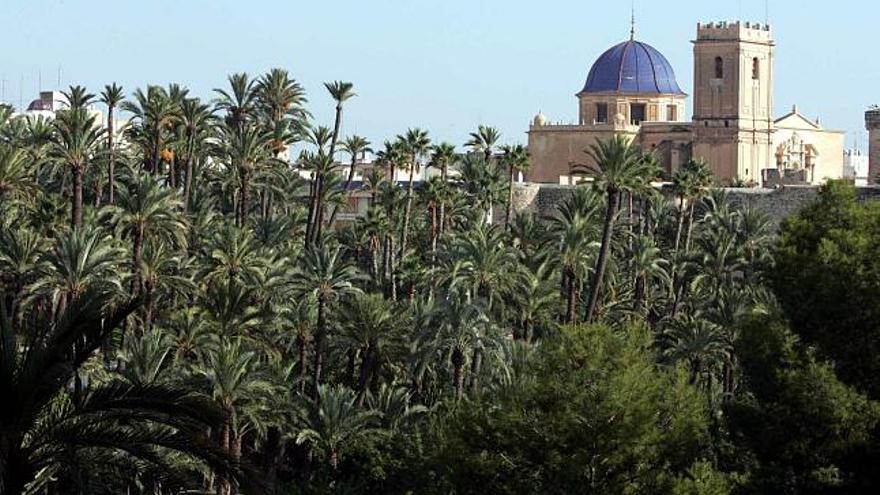 Imagen del Palmeral del centro de Elche, reconocido por la Unesco, que se ha convertido en un símbolo de la ciudad