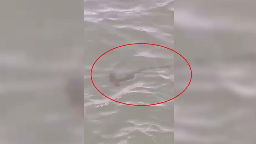 Una cría de tiburón martillo asusta a los bañistas en Gran Canaria