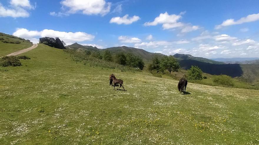 Caballos paciendo en el entorno del monte Llosorio, junto a Peña Regá. | D. M.