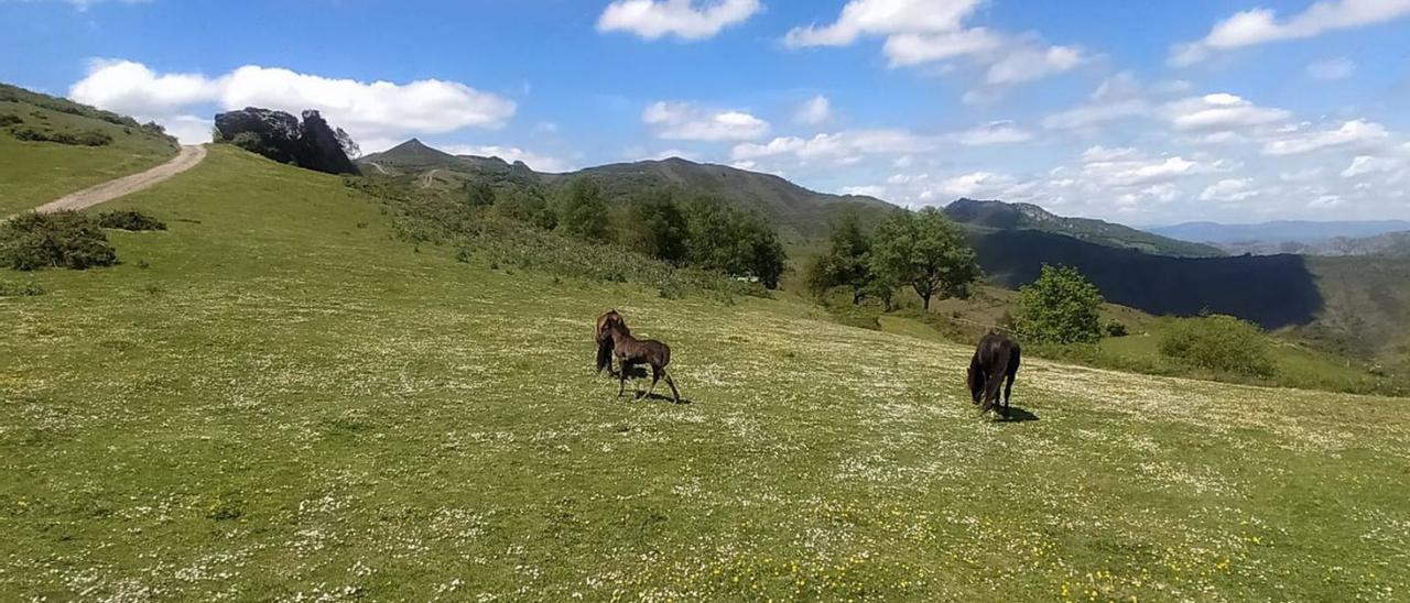 Caballos paciendo en el entorno del monte Llosorio, junto a Peña Regá. | D. M.