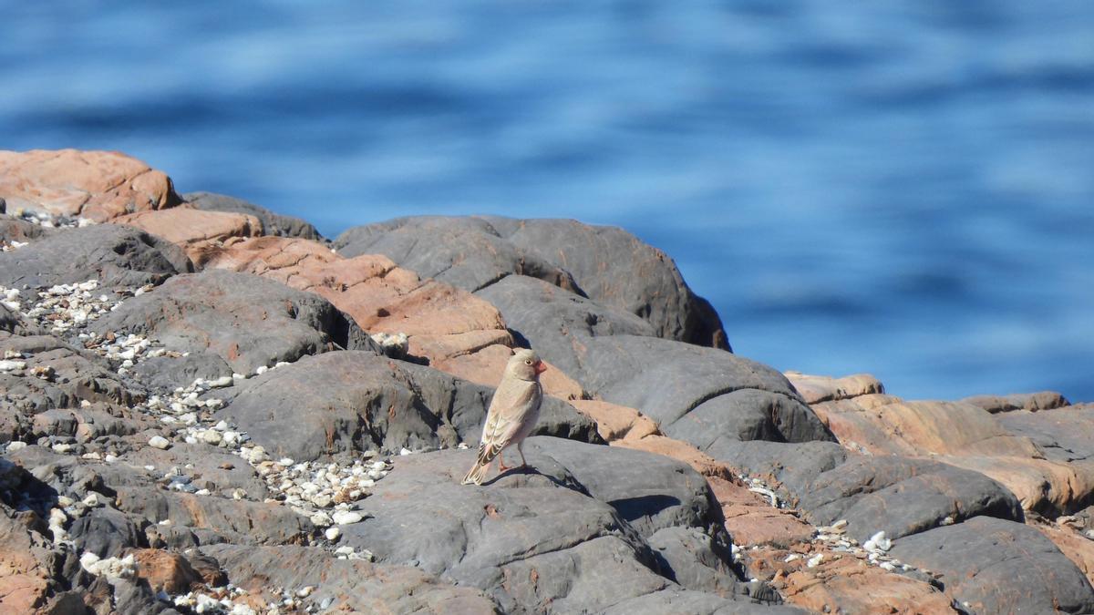 Ejemplar de camachuelo trompetero (Bucanetes githagineus) en la Región de Murcia.