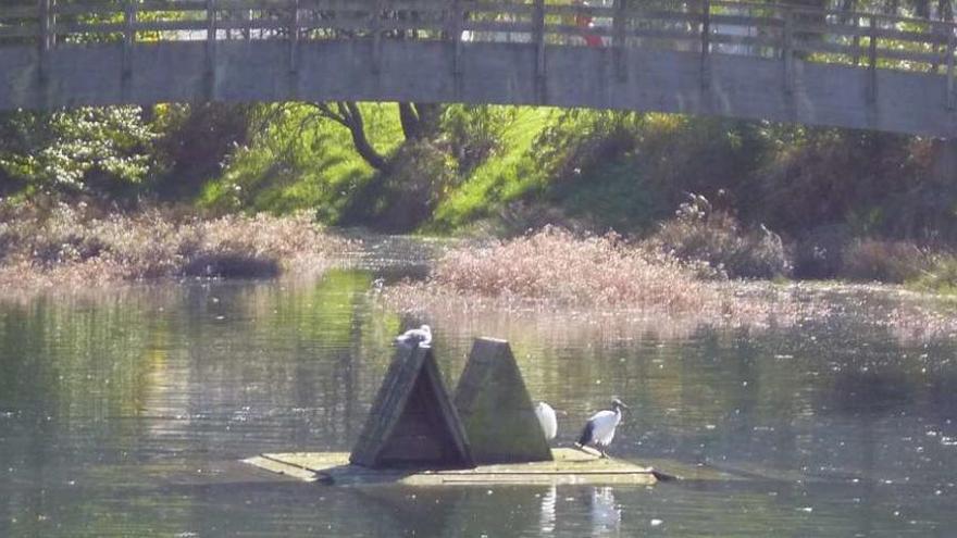 Un ibis sagrado, con la cola negra, ayer en un estanque cerca del jardín botáncio de O Burgo.