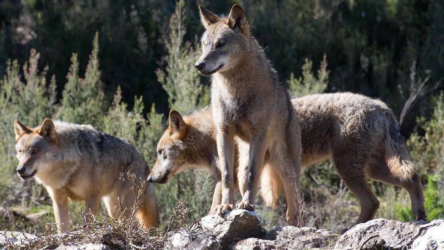 La denuncia contra el Principado por el radiomarcaje de lobos que ha llegado a los juzgados