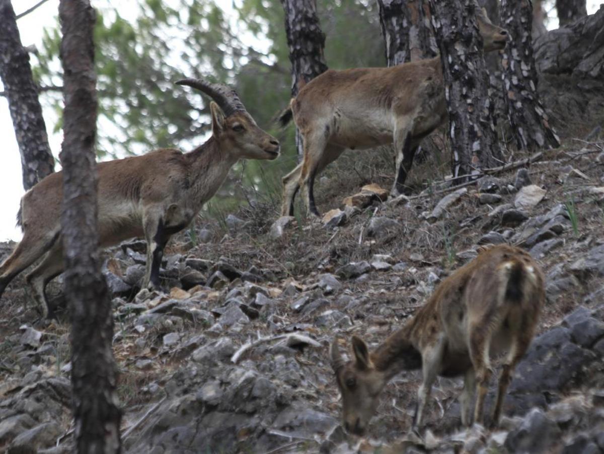 El Consistorio impulsa la declaración de la sierra Mijas-Alpujata como parque natural