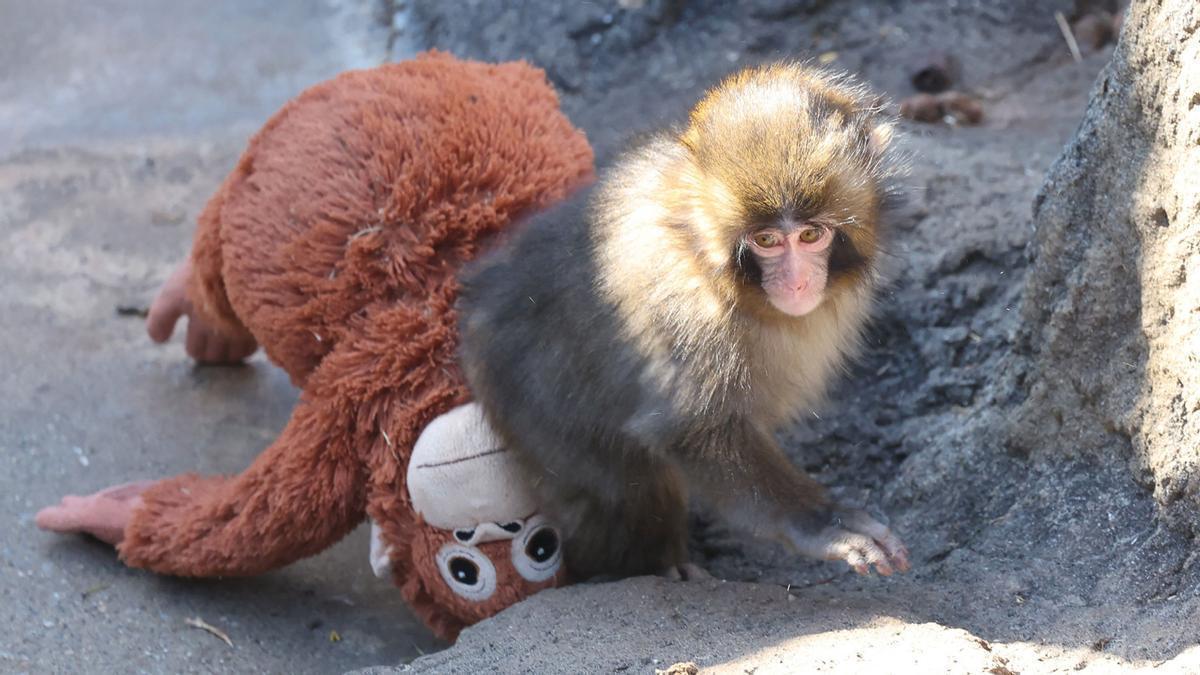 Vídeo | La historia viral del mono ‘Punch’: de bebé abandonado a un peluche como madre sustituta
