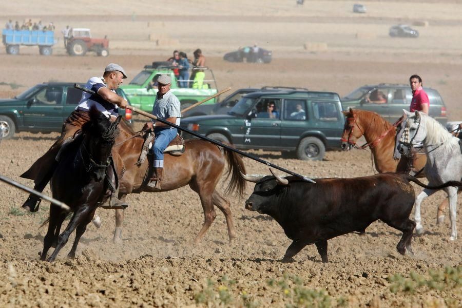 Encierro campero en Moraleja del Vino