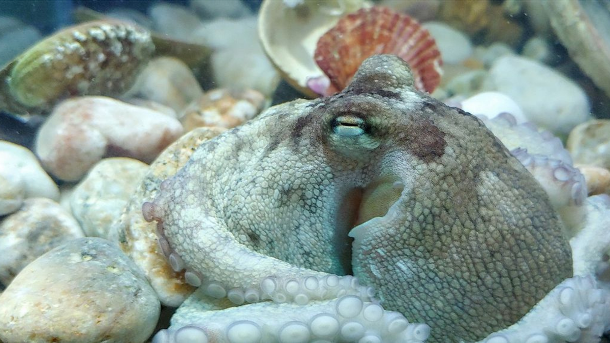 Uno de los primeros pulpos criados en cautividad por Nueva Pescanova y el Instituto Español de Oceanografía.