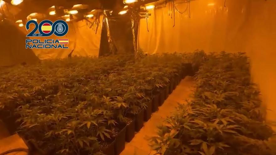 Plantación de marihuana intervenida por la Policía Nacional en una operación en el Baix Camp