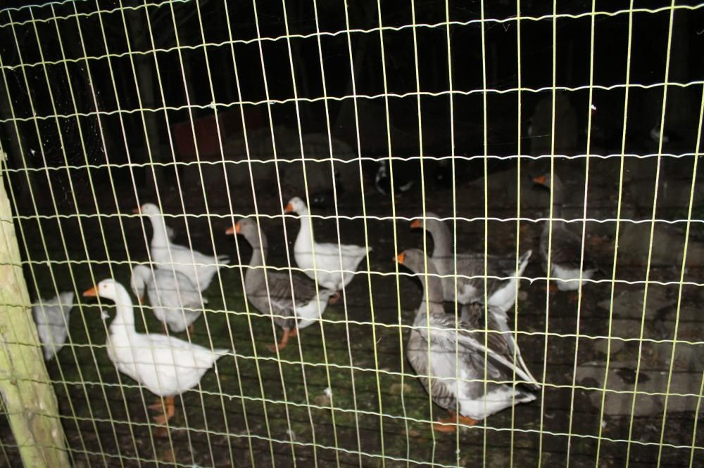 Animales desorientados en el Parque de la Vida de Valdés