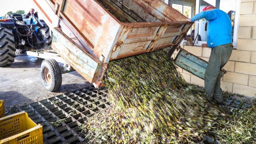 El sector de la oliva afronta una campaña de pérdidas por los bajos precios del aceite