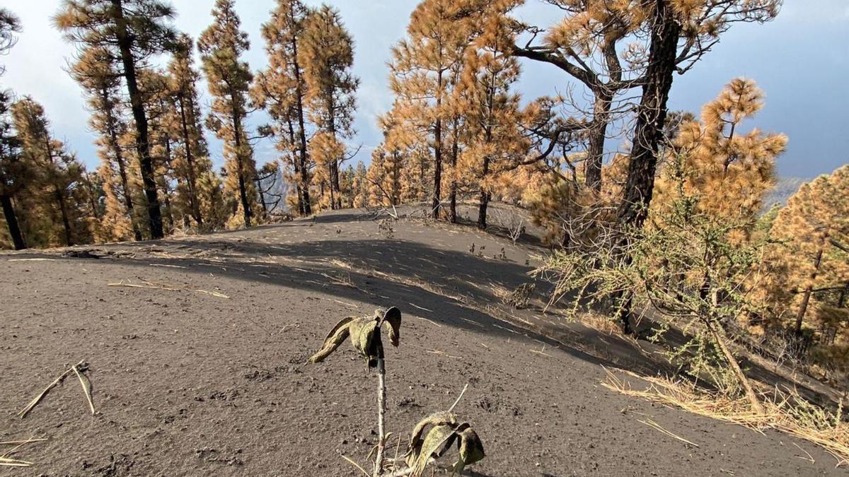 Una última amagante del pinar (Cistus symphytifolius) entre los pinos amarillos del sur de La Palma.  | | LP/DLP