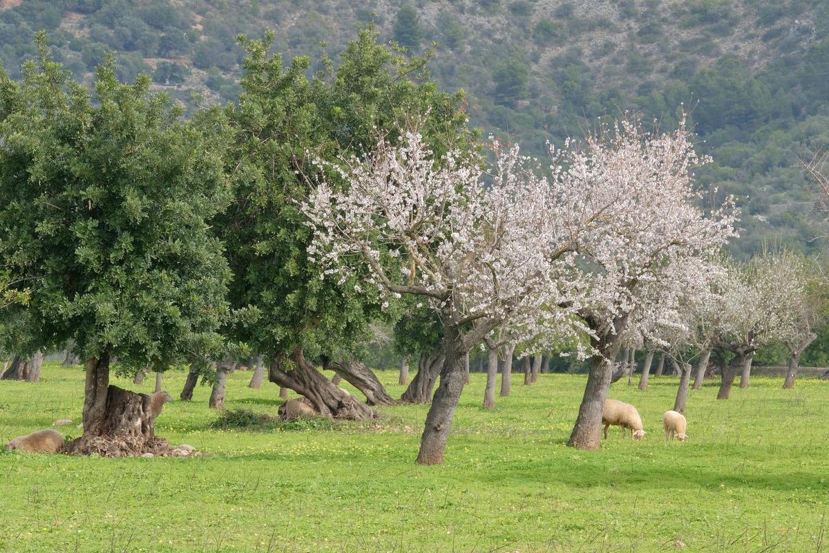 Las fotos de la tardía floración de los almendros en Mallorca Las fotos de la tardía floración de los almendros en Mallorca
