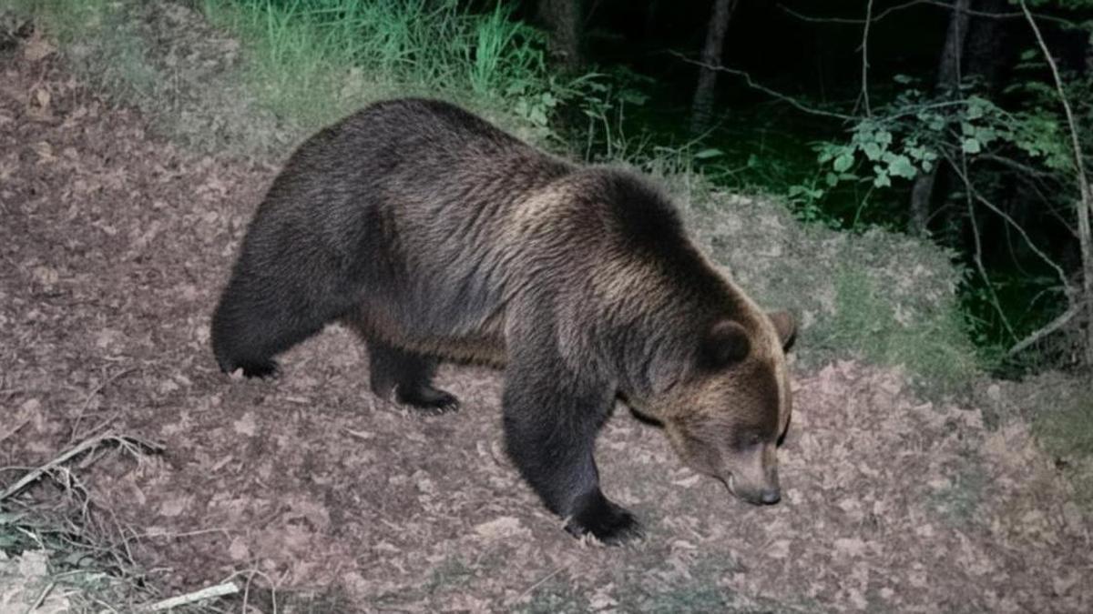 El oso de mayor tamaño captado por las cámaras de fototrampeo.