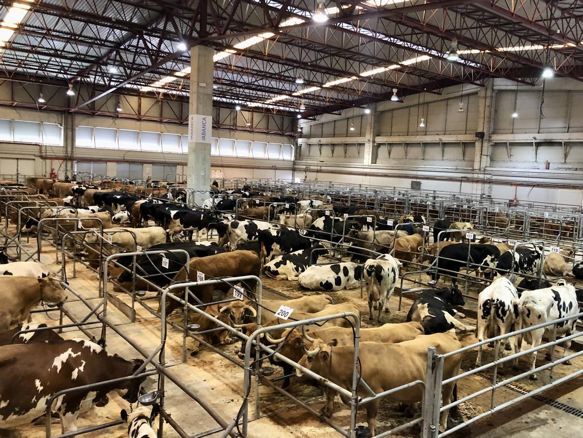 Vista de la nave de vacuno mayor, ayer, en la Central Agropecuaria de Galicia.
