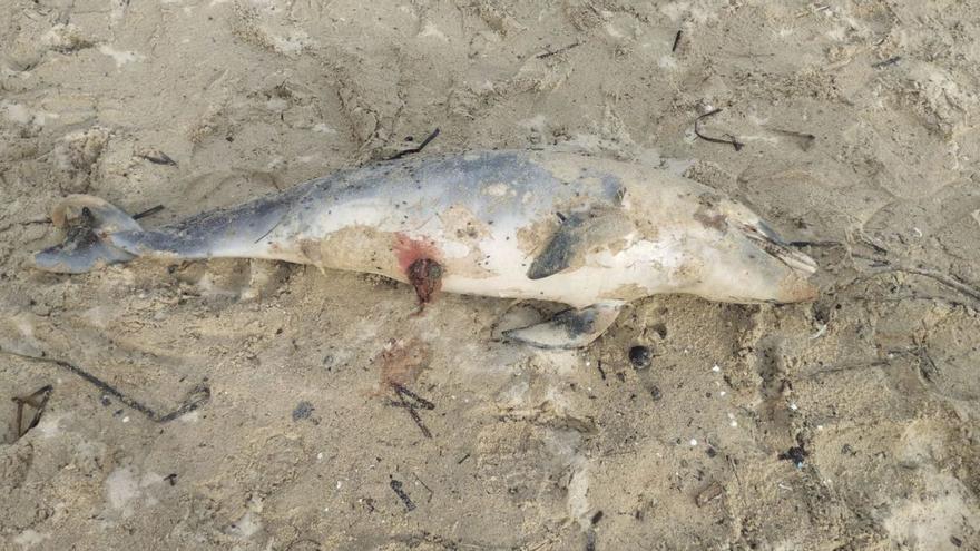 El delfín muerto y varado en la playa de A Xunqueira en Moaña.