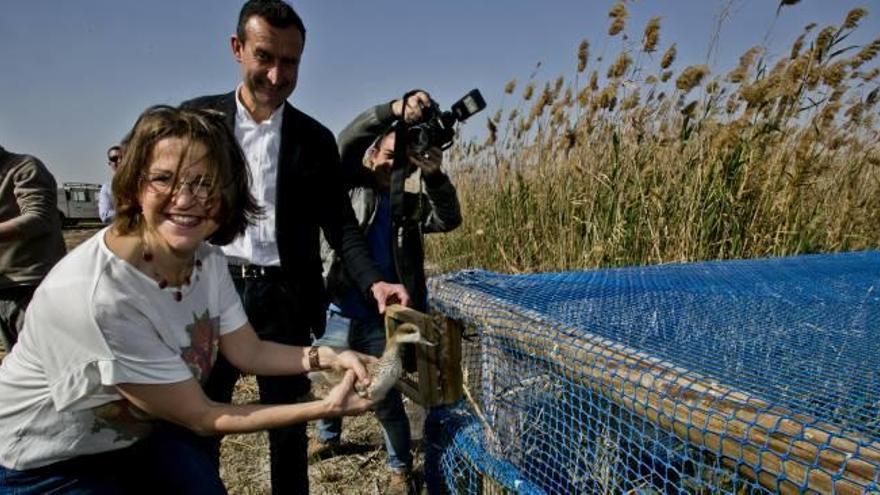 En libertad Cinco parejas de cerceta pardilla criadas en cautividad amplían la población de El Hondo